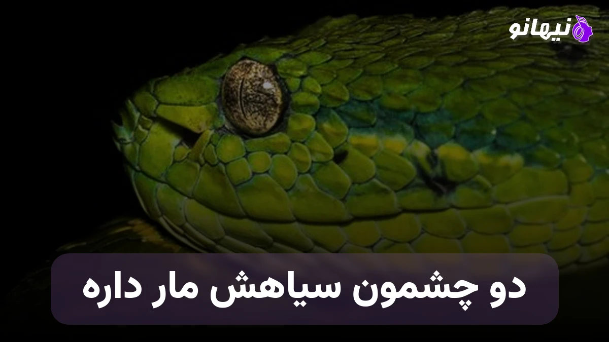 دانلود آهنگ دو چشمون سیاهش مار داره معین هوش مصنوعی 